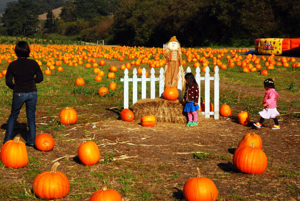 du temps en famille dans le champ de citrouilles - child autumn scarecrow decoration photos et images de collection