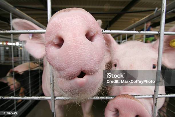 Grande Nariz De Porco - Fotografias de stock e mais imagens de Agricultura - Agricultura, Animal, Animal Doméstico