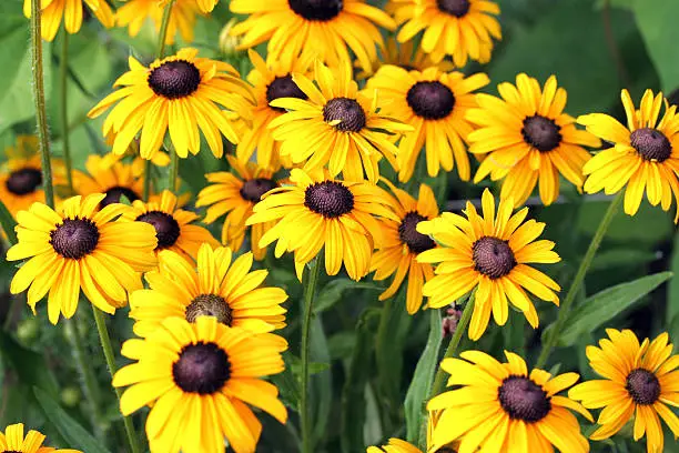 Bunch of black-eyed susans (rudbeckia hirta).Can be used as summer background.