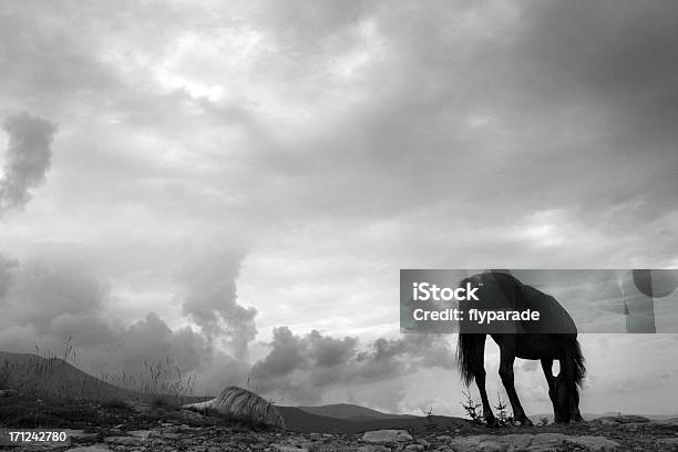 Foto de Black Cavalo e mais fotos de stock de Animal selvagem - Animal selvagem, Preto e branco, Ameaças