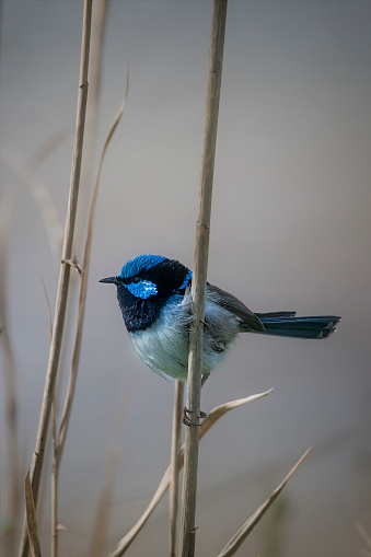 Male Superb Fairy Wren perched on a twig
