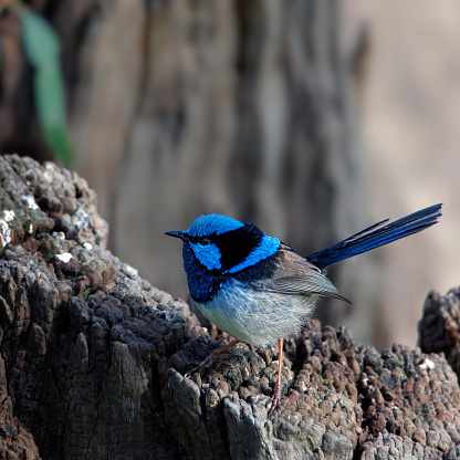 Male Superb Fairy Wren perched on a tree stump