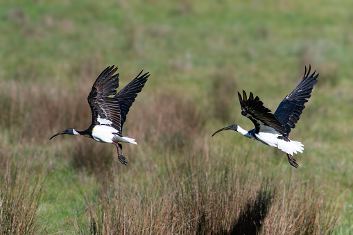 Straw-necked ibis taking off in flight