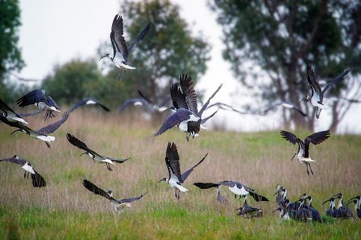 Straw-necked ibis foraging for food in a paddock