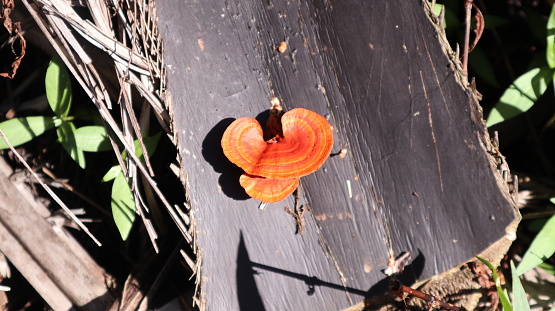 Pycnoporus cinnabarinus which grows on dead palm fronds