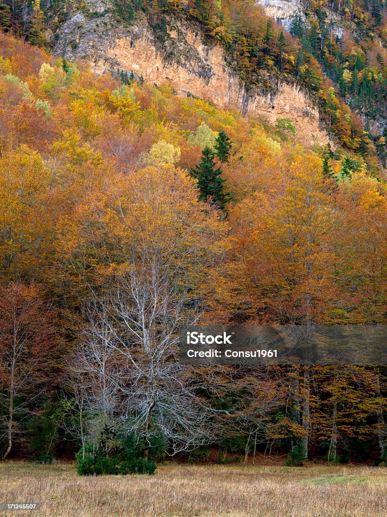 Otoño - Foto de stock de Aire libre libre de derechos