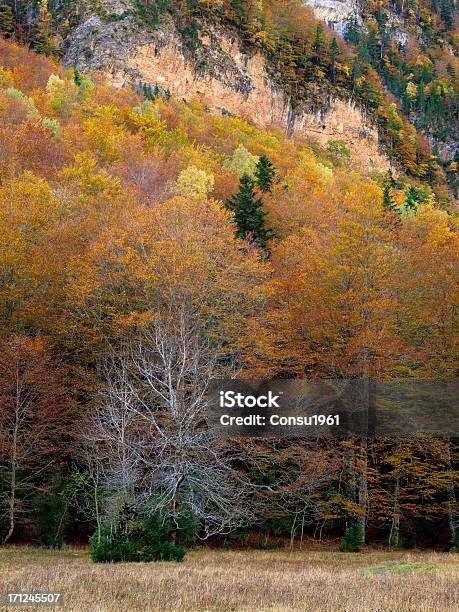 Otoño Foto de stock y más banco de imágenes de Aire libre - Aire libre, Belleza de la naturaleza, Boscaje