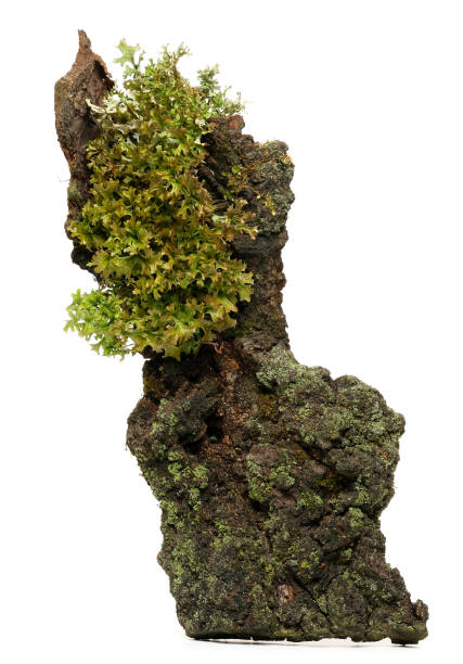 moss i kory - driftwood wood textured isolated zdjęcia i obrazy z banku zdjęć