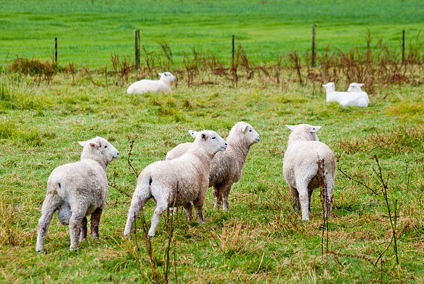 istock flock of sheep on green pasture 171245815