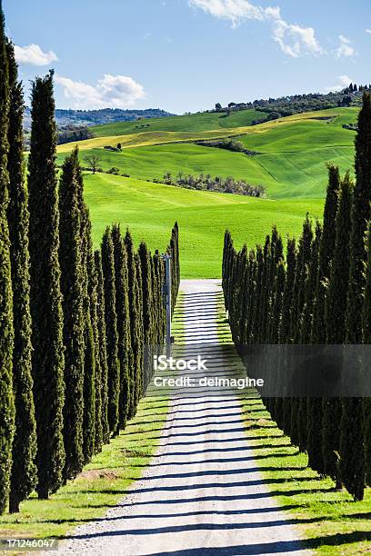Farm Mit Cypress Toskana Stockfoto und mehr Bilder von Straßenverkehr - Straßenverkehr, Toskana - Italien, Von Bäumen gesäumt