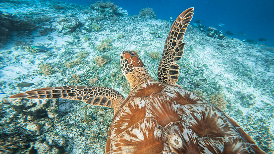 A closeup of a sea turtle swimming in the blue water