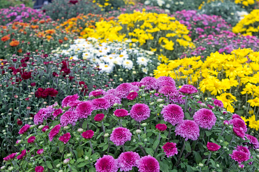 Focus on purple mums in front. 