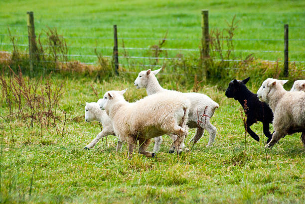 istock flock of sheep jumping in green field 171246303