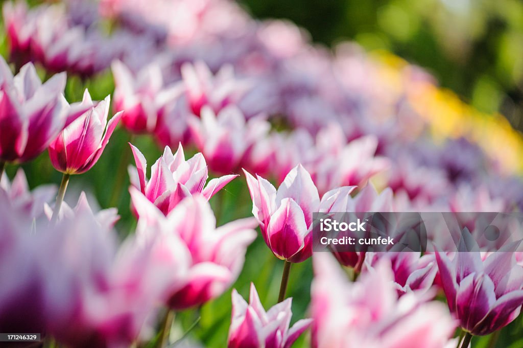 Tulpen-park - Lizenzfrei Bildhintergrund Stock-Foto