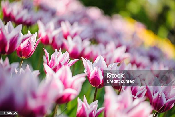 Tulpenpark Stockfoto und mehr Bilder von Bildhintergrund - Bildhintergrund, Bildschärfe, Blume