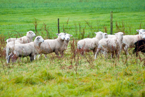istock flock of sheep in green pasure 171246333