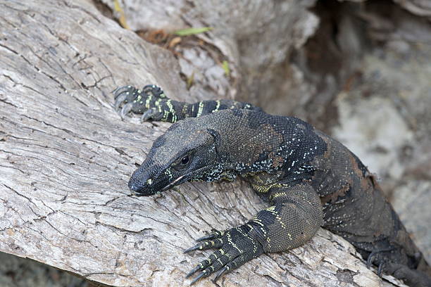 istock Lace monitor lizard 171246406