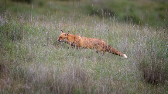 Red fox cub in the grass vulpes vulpes
