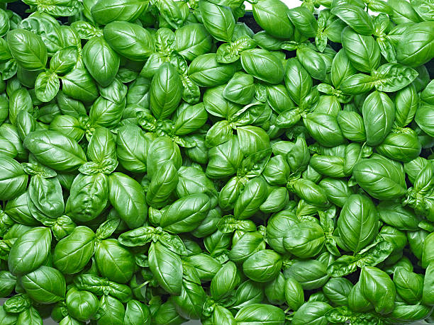 Basil Background Top view of fresh basil plants. basil photos stock pictures, royalty-free photos & images