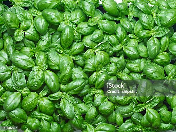 Basil Background Stock Photo - Download Image Now - Basil, Food, Close-up
