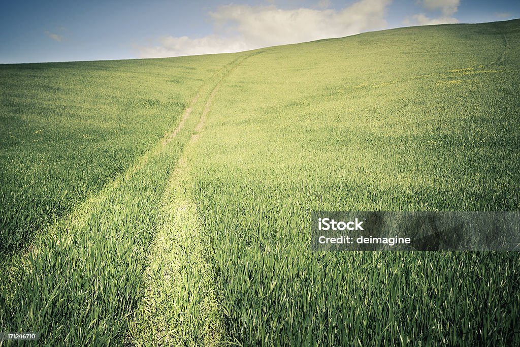 Brani in campo di grano - Foto stock royalty-free di Agricoltura