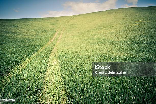 Brani In Campo Di Grano - Fotografie stock e altre immagini di Agricoltura - Agricoltura, Ambientazione esterna, Ambiente