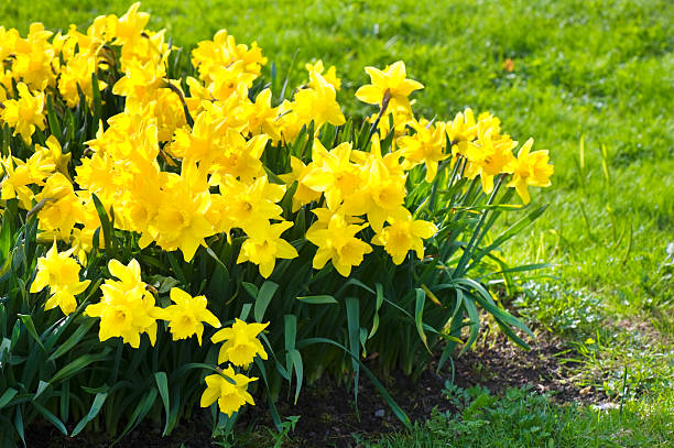 Yellow garden daffodils stock photo