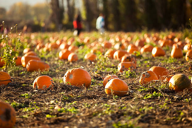 istock Pumpkin Patch Farm in Autumn 171247333