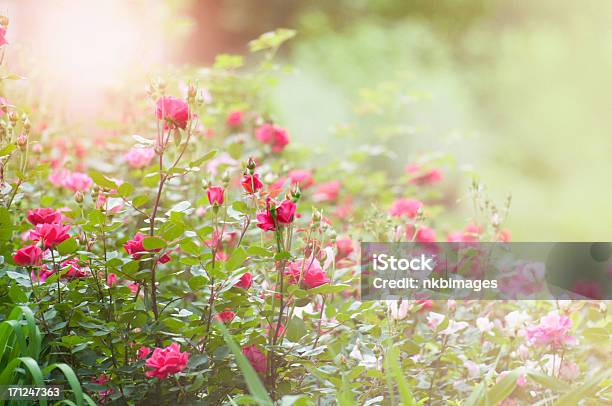 Rano W Rose Garden - zdjęcia stockowe i więcej obrazów Różany ogród - Różany ogród, Róża, Kwietnik