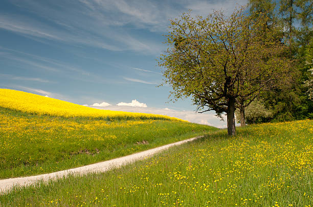 Red beech on a hill top surrounded by green grass. Sky is blue and no clouds