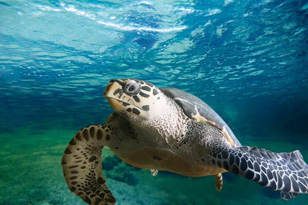 istock Big turtle floating in the sea 171247778