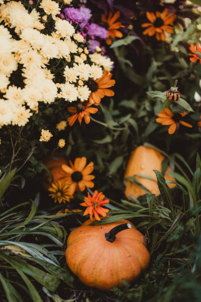 Autumn display of pumpkins and plants