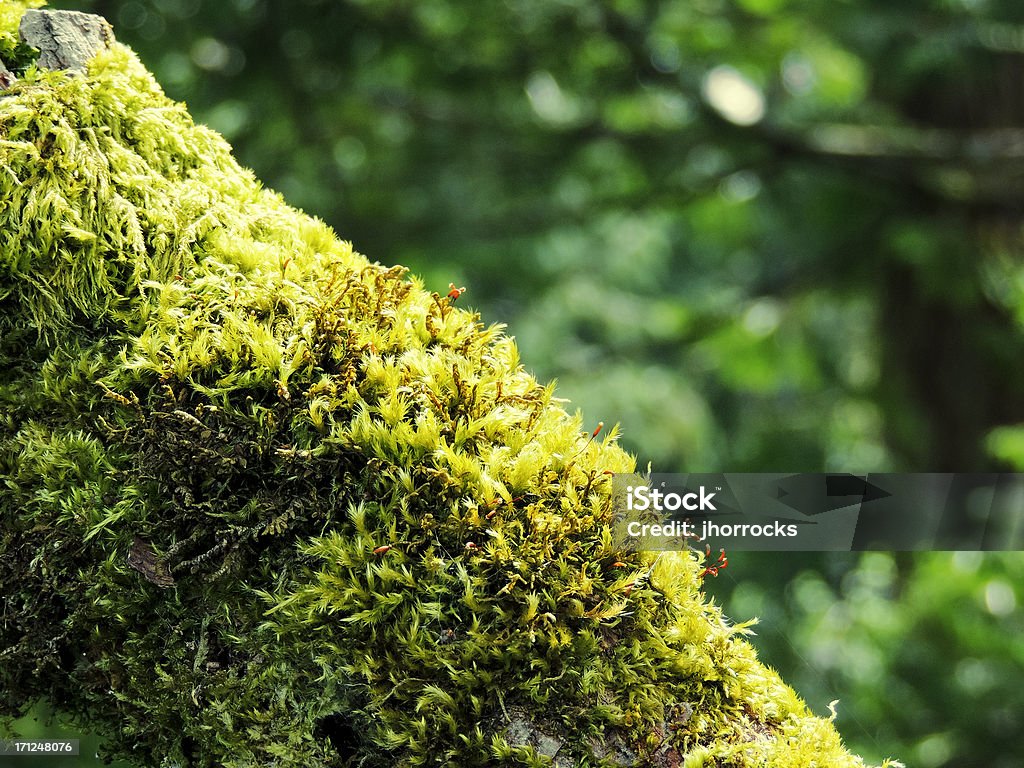 Branche d'arbre avec de la mousse verte - Photo de Mousse végétale libre de droits