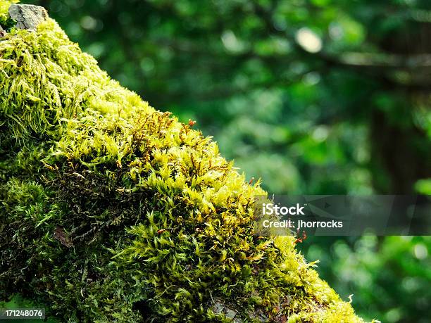 Photo libre de droit de Branche Darbre Avec De La Mousse Verte banque d'images et plus d'images libres de droit de Mousse végétale - Mousse végétale, Bois coupé, Couleur verte