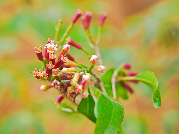 Close-up of a cloves plant in its earlier stage Cloves with clove flowers on the tree, Zanzibar, Tanzania clove spice stock pictures, royalty-free photos & images