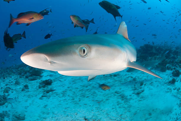 shark eye shark comes very close and looks menacingly at the camera caranx stock pictures, royalty-free photos & images