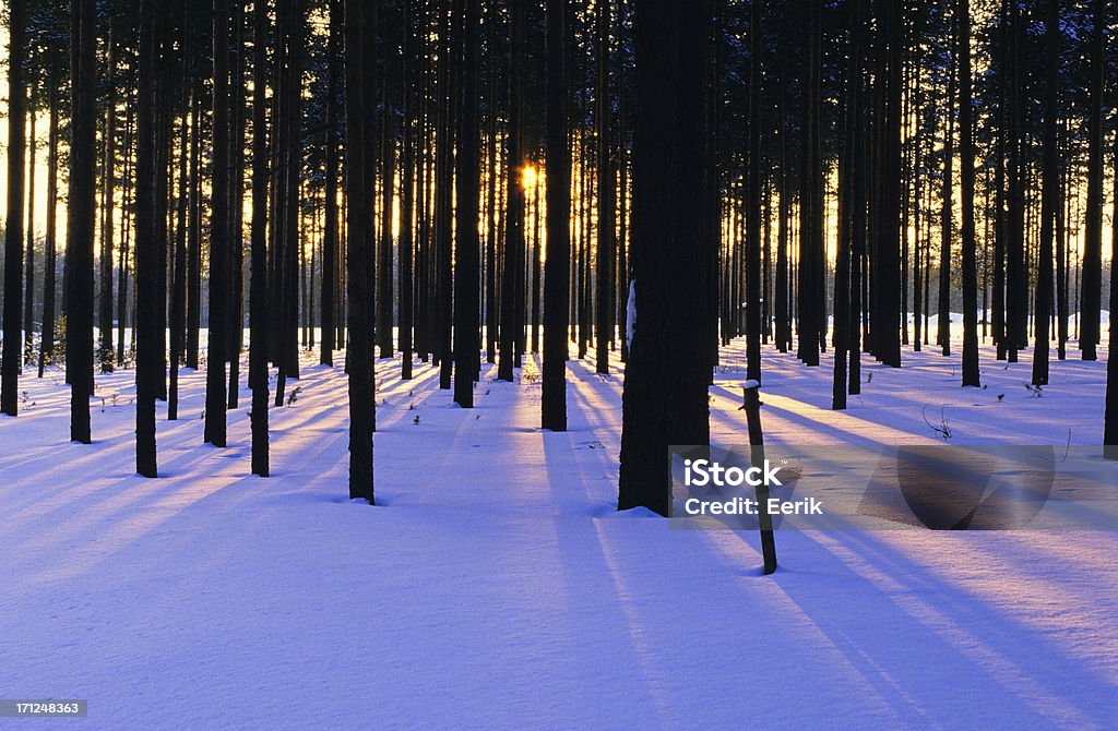 Winter foresta - Foto stock royalty-free di Albero