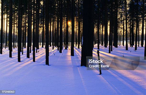Winter Foresta - Fotografie stock e altre immagini di Albero - Albero, Ambientazione esterna, Bellezza naturale