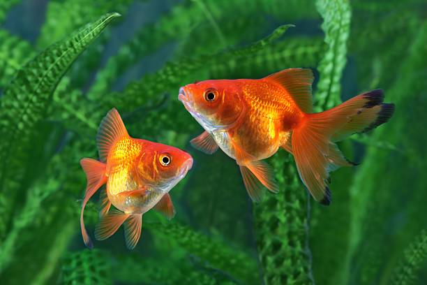 poisson rouge, de l'aquarium - goldfish photos et images de collection