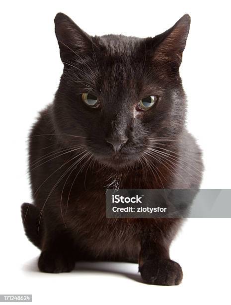 Gatto Nero Su Bianco Backgroound - Fotografie stock e altre immagini di Sfondo bianco - Sfondo bianco, Animale, Animale da compagnia