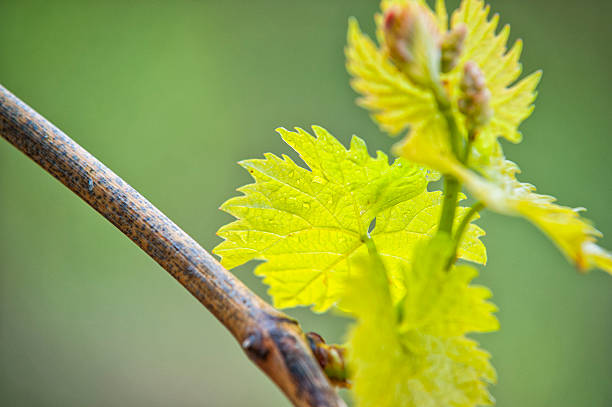 istock Green leaves close up in vineyard, Tuscany 171248625