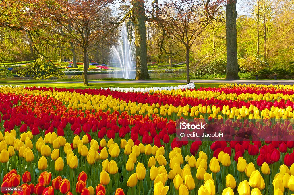 Spring Flowers in a Park "Park with multi-colored tulips. Location is the Keukenhof garden, Netherlands.Other tulip images:" Keukenhof Gardens Stock Photo