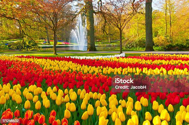 Spring Flowers In A Park Stock Photo - Download Image Now - Keukenhof Gardens, Agricultural Field, Color Image