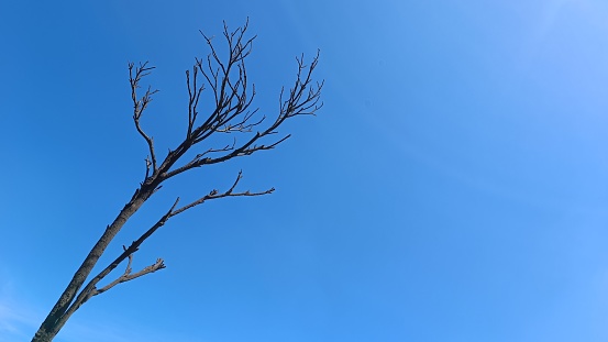 tree trunk with many branches at the end against a bright blue sky background