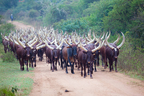 Long-Horned Ankole Cattle along the road in Uganda stock photo