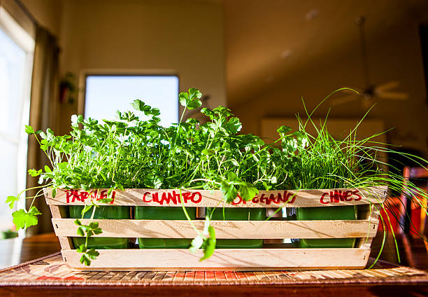 istock Indoor Herb Garden: 1 month of growing 171249554