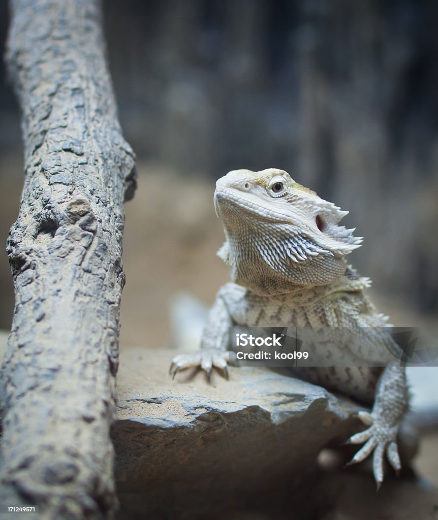 pogona vitticeps - かわいがられているペットのロイヤリティフリーストックフォト