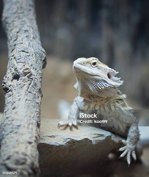 Pogona Vitticeps — стоковые фотографии и другие картинки Без людей - Без людей, Бородатая ящерица, В помещении