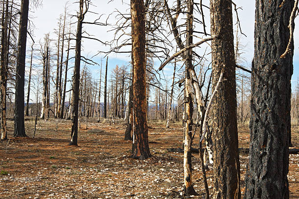 istock Burned forest in Bryce Canyon National Park 171249643