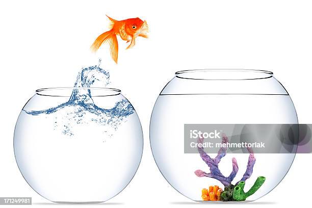 Золотая Рыбка Jumping Out Of The Water — стоковые фотографии и другие картинки Белый фон - Белый фон, Золотая рыбка, Круглый аквариум